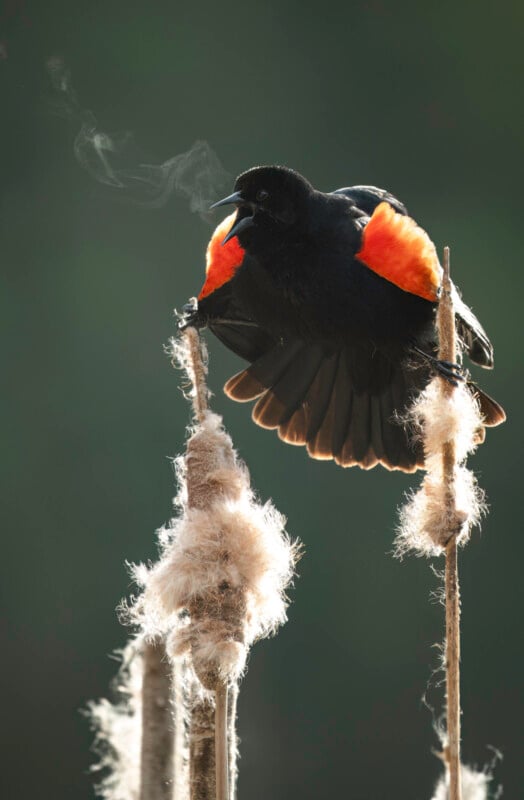 A black bird with bright red and yellow shoulder patches perches on a cattail, spreading its wings. Warm breath is visible in the cool air, and the background is softly blurred green.