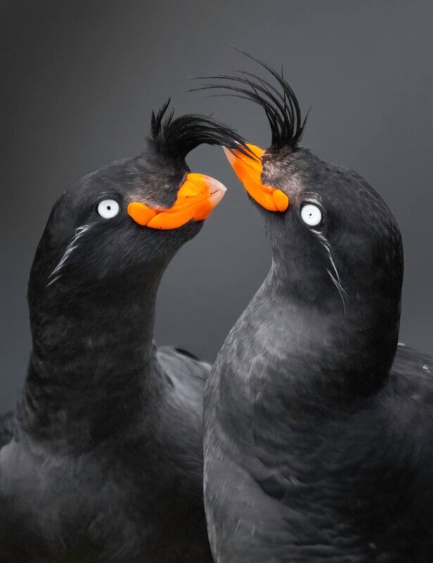 Two black seabirds with bright orange beaks and white eyes face each other, their long black head feathers arched and almost touching, set against a dark gray background.
