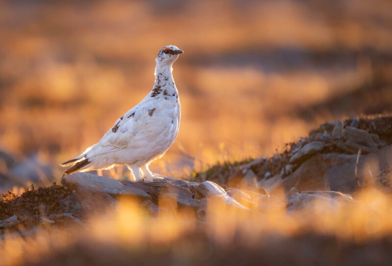 A white ptarmigan with dark spots stands on a rock, bathed in warm golden sunlight, with a blurred background of grasses and soft, earthy tones.