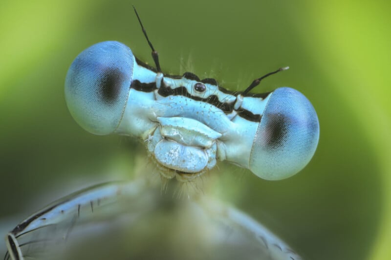 Close-up macro photo of a damselfly’s face, showing its large blue compound eyes, delicate antennae, and fine details against a blurred green background.
