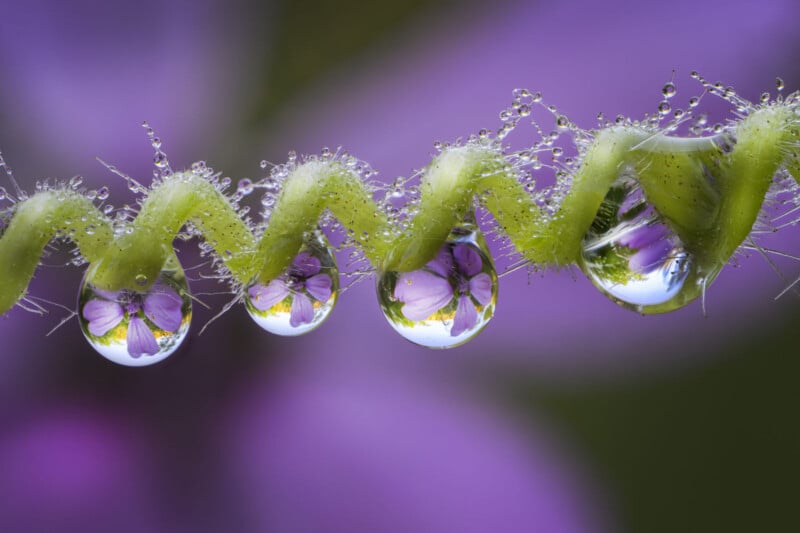 Close-up of a green tendril with dewdrops hanging from it, each drop reflecting a purple flower in sharp detail. The background is softly blurred in shades of purple and green.