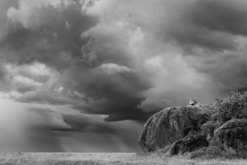 A lion rests on a large rock under dramatic, cloudy skies in a black-and-white landscape. The scene is expansive, with storm clouds looming in the distance over open grassland.