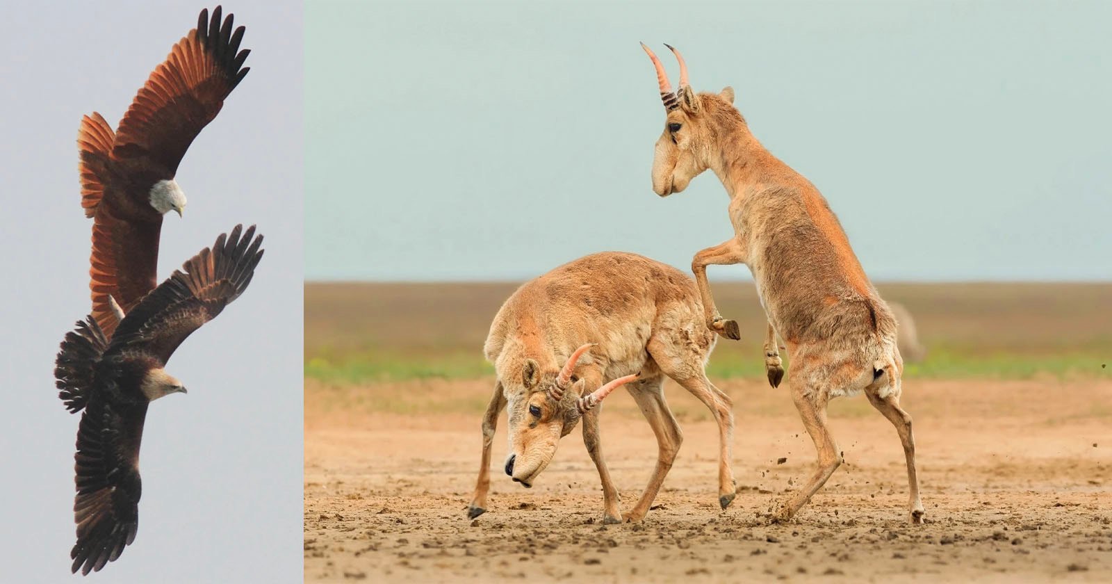 Two eagles soar in the sky on the left, while on the right, two saiga antelopes clash with locked horns and raised legs on a flat, barren landscape under a pale sky.