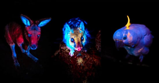 Three animals under UV light: a kangaroo glowing red, a possum glowing blue and pink, and a cockatoo glowing blue with a yellow crest, all set against a black background.