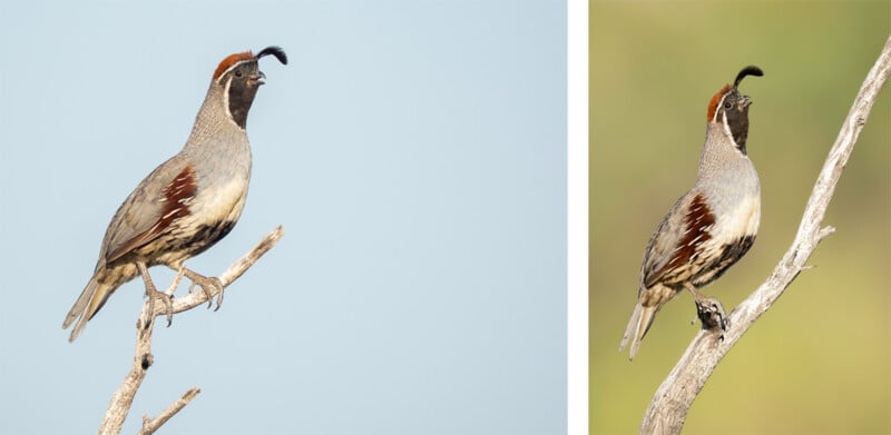 Two Gambel's quails perch on bare branches. The left bird is on a branch against a pale blue sky; the right bird is on a branch with a soft green background. Both have black faces and distinctive head plumes.