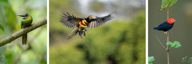 A collage of three birds: a colorful hummingbird on a branch, a bird with wings spread mid-flight, and a small black bird with a bright red head perched on a twig. Green foliage is in the background.