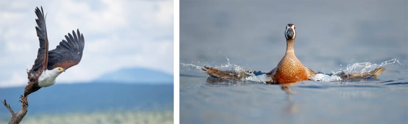 On the left, a large eagle with dark wings takes flight from a branch. On the right, a duck splashes in the water, facing forward with wings outstretched and droplets flying around.