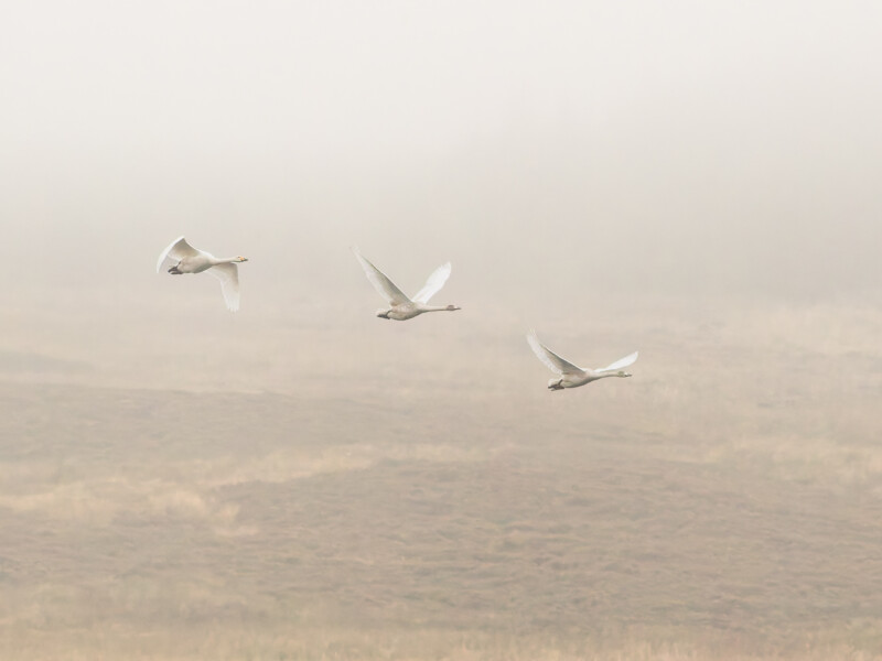 Tres cisnes vuelan en formación sobre una pradera brumosa, mientras la niebla oscurece el fondo, creando una atmósfera suave y tranquila.