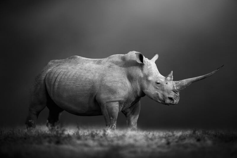 A black and white photo of a rhinoceros standing on grass, facing right. The background is blurred, highlighting the rhino’s thick skin and long, prominent horn.