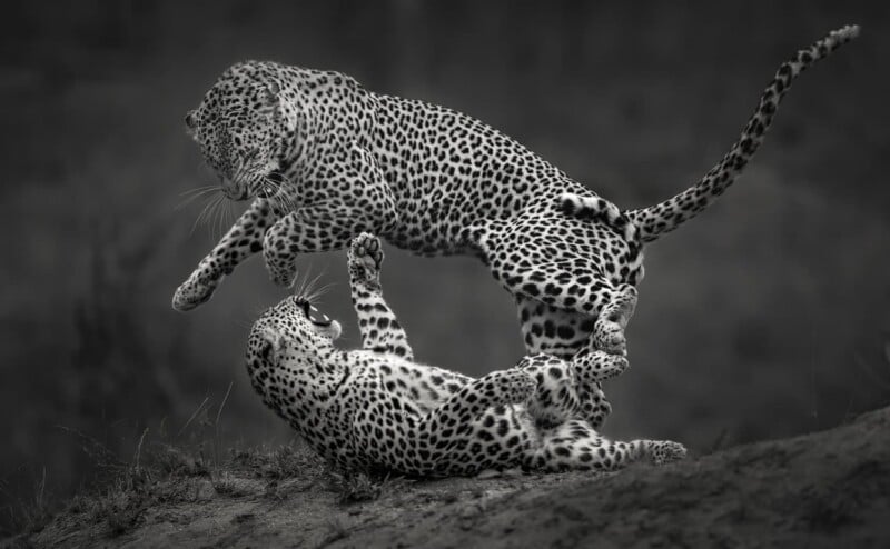 Two leopards engage in play or a fight; one leaps into the air while the other lies on its back with paws raised. The background is blurred, highlighting the dynamic action. The photo is in black and white.