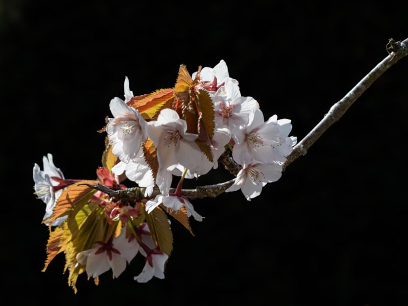 A close-up of a cherry blossom branch with clusters of delicate pale pink flowers and reddish-brown leaves, set against a dark, blurred background.