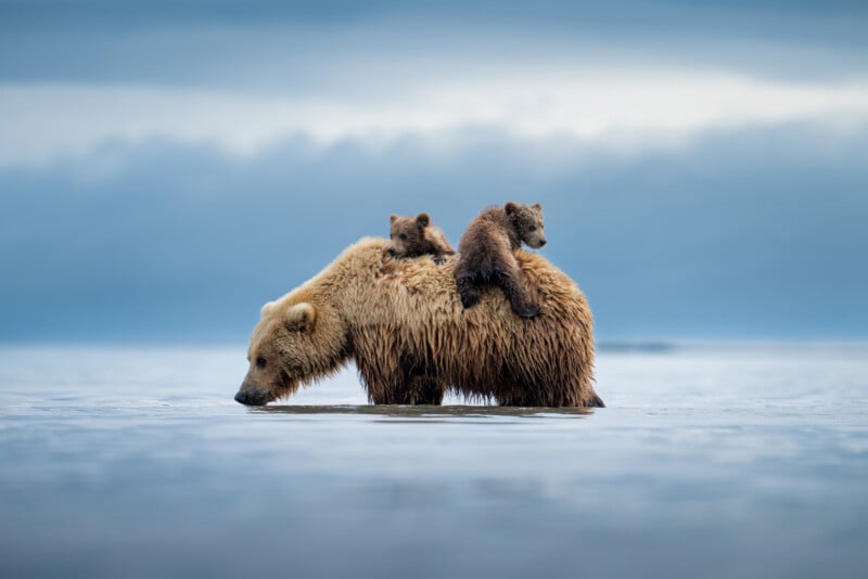 A brown bear walks through shallow water with two bear cubs riding on its back. The scene is set against a misty blue background and calm water.