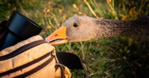 A curious goose inspects a tan camera bag with its beak, while standing on grass. The bag has a black camera lens sticking out of it.