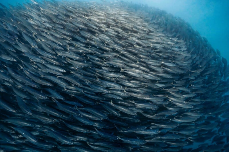 A large school of fish swims closely together underwater, forming a dense, swirling mass with silver bodies reflecting light in the blue ocean.