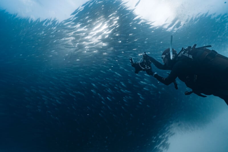 A scuba diver takes a photograph underwater near a large swirling school of fish, with sunlight filtering through the water above.