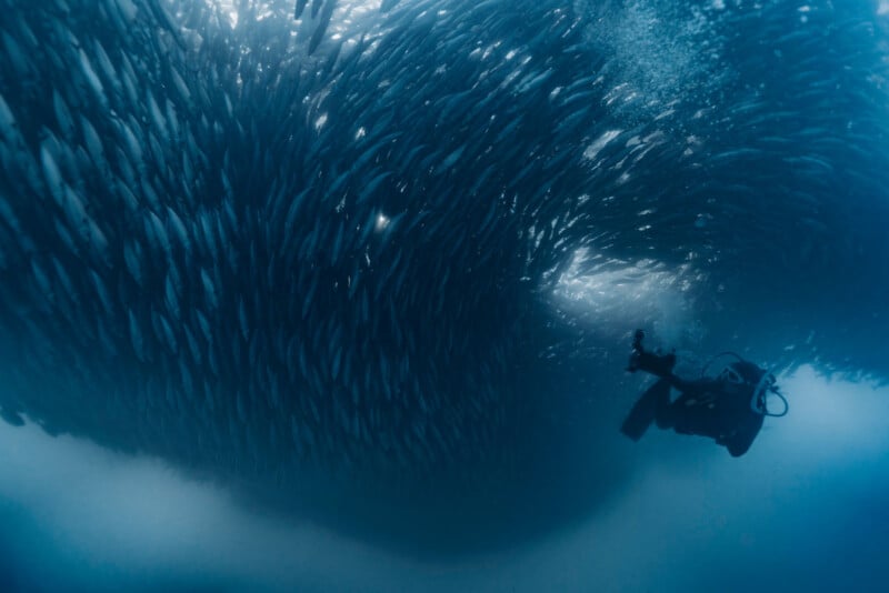 A scuba diver underwater observes a massive swirling school of fish, creating a dramatic scene of marine life and human interaction beneath the ocean’s surface.
