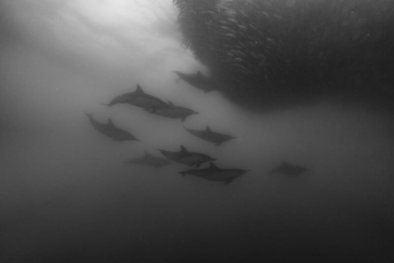 A pod of dolphins swims underwater toward a large, dense school of fish. The image is in black and white and has a misty, ethereal appearance.