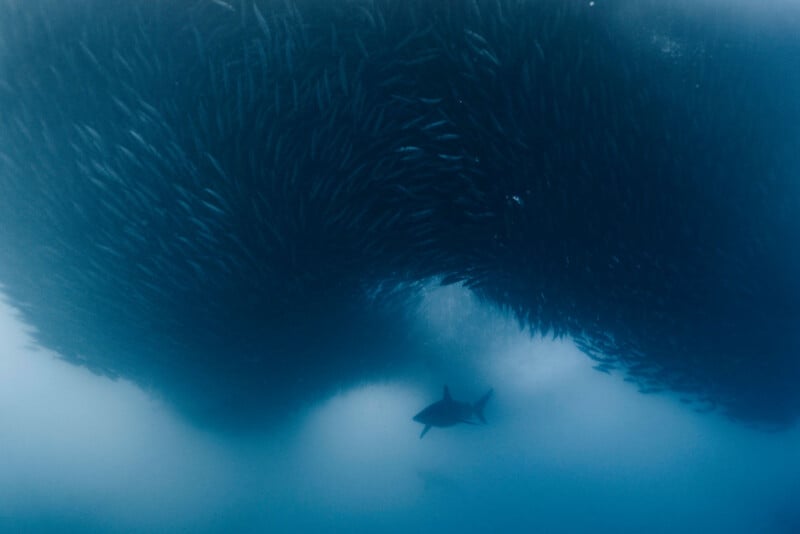 A lone shark swims beneath a massive, swirling school of fish in deep blue water, with the dense fish forming a dark, cloud-like shape above.
