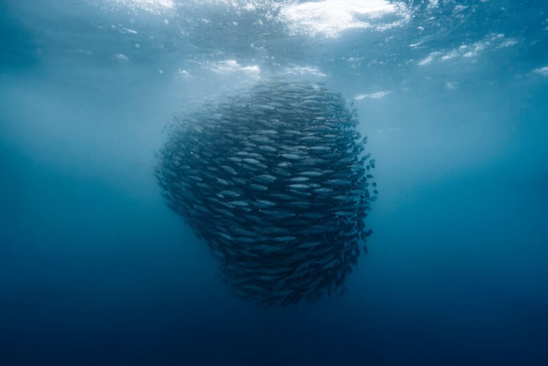 A large school of fish swims tightly together in a ball formation underwater, surrounded by deep blue ocean and illuminated by sunlight from above.