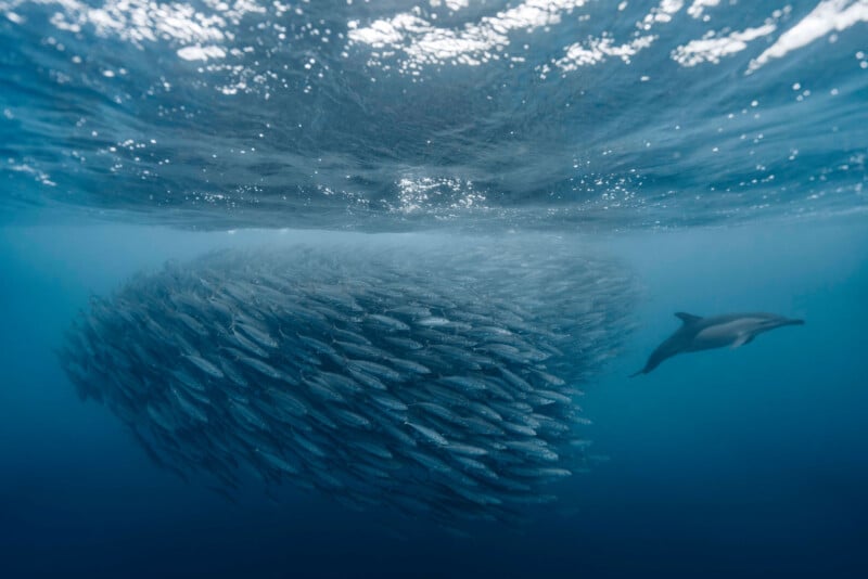 A large school of fish swims together in a tight formation underwater, with a dolphin approaching from the right side against a backdrop of blue ocean. Sunlight filters through the surface above.