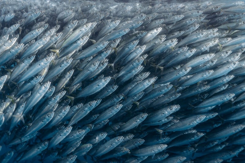 A dense school of silver fish swims closely together underwater, their bodies angled in the same direction and reflecting light, creating a dynamic, textured pattern.