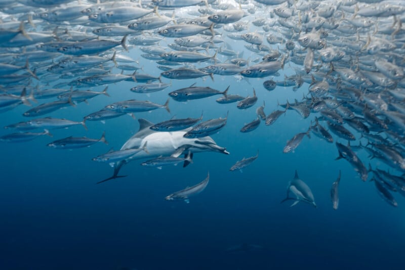 A group of dolphins swims underwater amid a large school of fish, surrounded by clear blue water, creating a dynamic scene of marine life in motion.