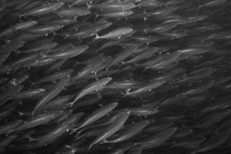 A large school of fish swimming closely together underwater, captured in black and white. The fish are densely packed, moving in the same direction, with light filtering through the water above.