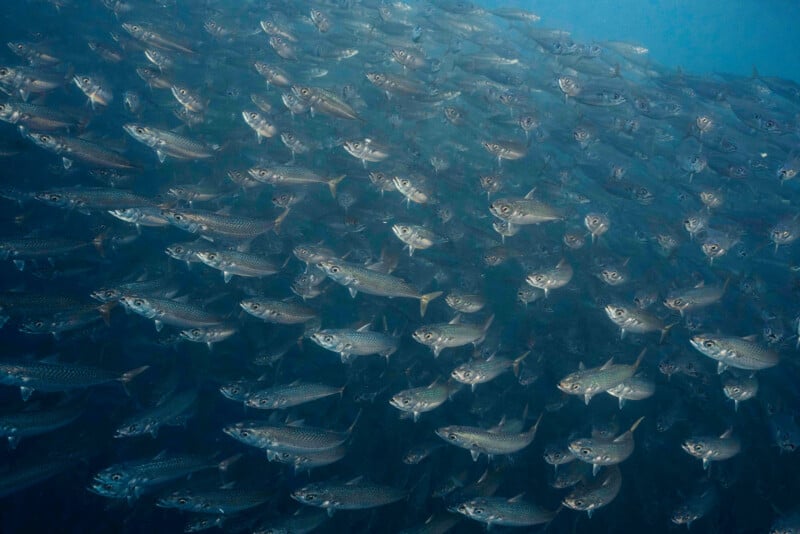 A large school of silver fish swimming closely together underwater, creating a dense, shimmering pattern against a blue ocean background.