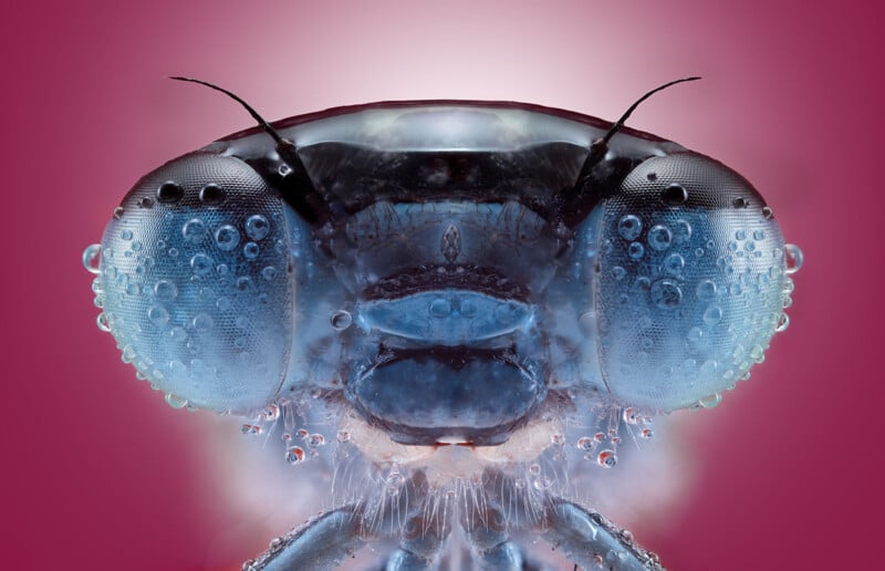 Close-up macro image of a blue damselfly’s face covered in water droplets, with large compound eyes against a pink background.