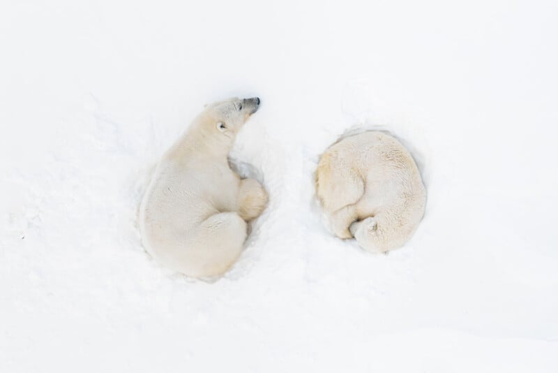 Two polar bears lying on snow, each curled up in a separate shallow depression, viewed from above against a white snowy background.