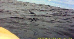 A dolphin's dorsal fin is visible above the surface of choppy ocean water under a cloudy sky. The image has a date and time stamp at the bottom right corner.