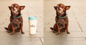 A small brown dog with a turquoise collar sits on gray pavement. In the left image, a white travel mug with a blue lid labeled "Urban" is beside the dog; in the right image, the mug is missing.