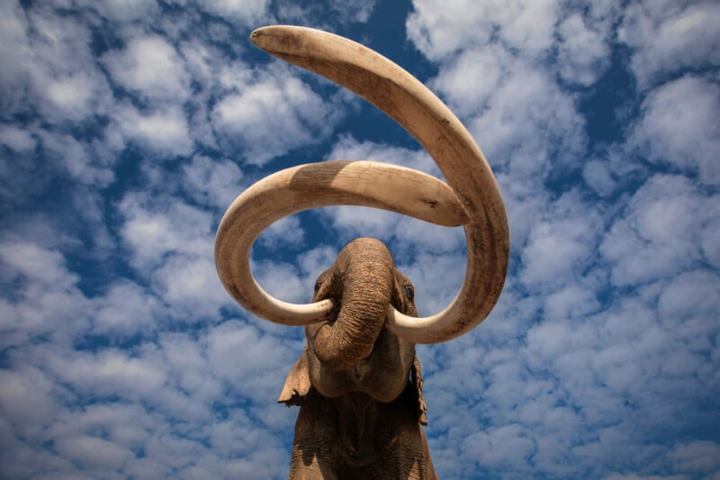 A low-angle view of an elephant with large, curved tusks stretching upward against a blue sky filled with scattered white clouds.