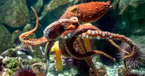 A large orange octopus spreads its tentacles underwater, surrounded by sea urchins, rocks, and other marine life in an aquarium setting.