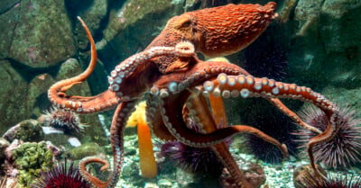 A large orange octopus spreads its tentacles underwater, surrounded by sea urchins, rocks, and other marine life in an aquarium setting.
