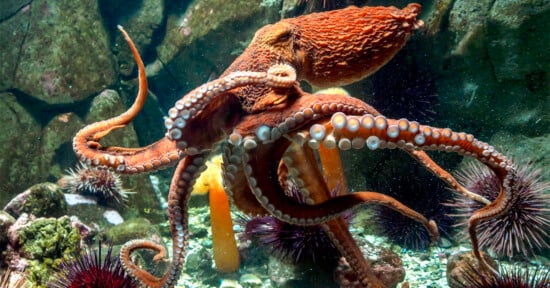 A large orange octopus spreads its tentacles underwater, surrounded by sea urchins, rocks, and other marine life in an aquarium setting.