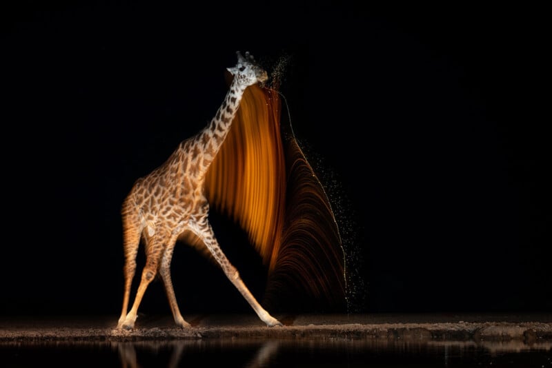 A giraffe stands on dark ground at night, captured mid-motion as it swings its head, creating a dramatic arc of golden light trails and water droplets against a black background.