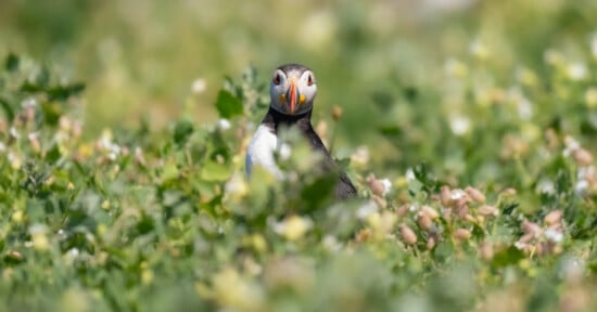 A puffin stands among dense green foliage and white flowers, looking directly at the camera with its colorful beak and distinctive face clearly visible.