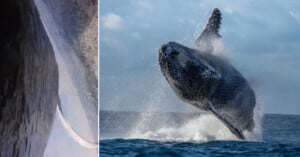 On the left, a close-up of a whale's skin and fin underwater; on the right, a humpback whale leaps dramatically out of the ocean, splashing water under a cloudy sky.