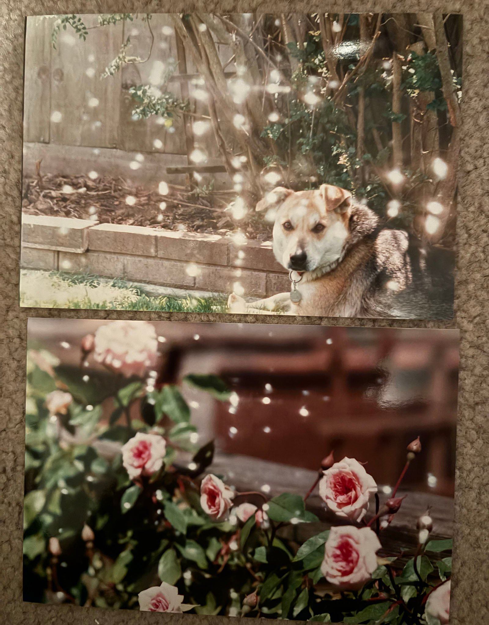 Two photos: The top one shows a dog with tan and black fur sitting outdoors, surrounded by sunlit trees. The bottom one shows pink roses in bloom, with both pictures featuring bokeh light spots.