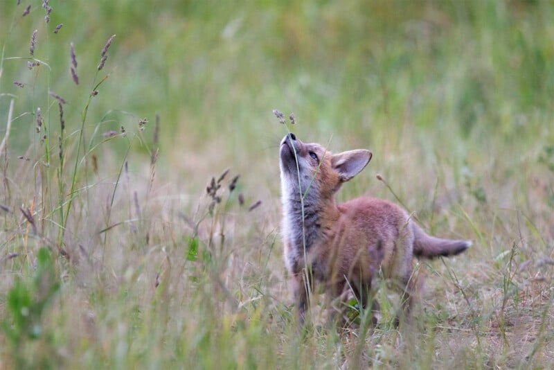 A young fox stands in tall grass, looking up and sniffing a stalk of wild grass, surrounded by a blurred green and brown meadow background.