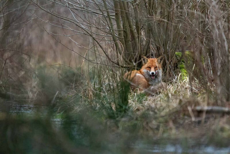 A red fox sits partially hidden among tall grasses and bare bushes, blending into the natural woodland setting, with an alert expression and mouth slightly open.