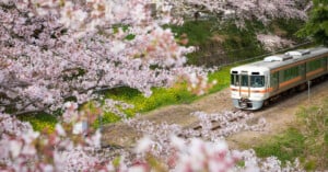 A train travels along tracks surrounded by blooming cherry blossom trees, with pink petals framing the scene and a field of green and yellow grass in the background.