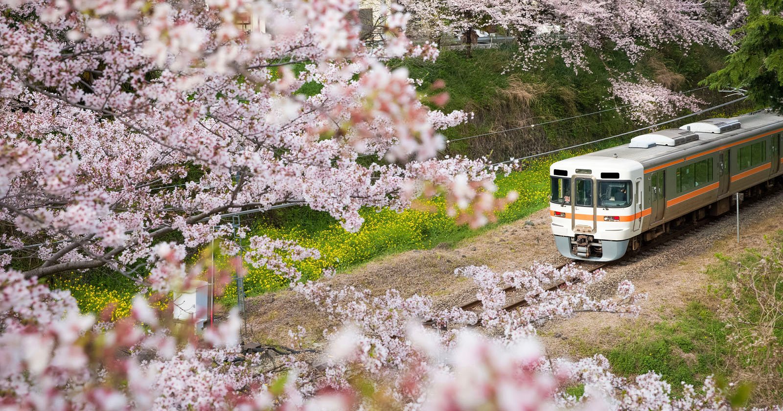 A train travels along tracks surrounded by blooming cherry blossom trees, with pink petals framing the scene and a field of green and yellow grass in the background.