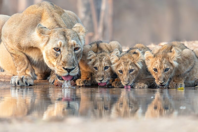 A lioness and three lion cubs crouch side by side, drinking water from a pond, their reflections visible on the calm surface. The scene is set in a natural, earthy environment.