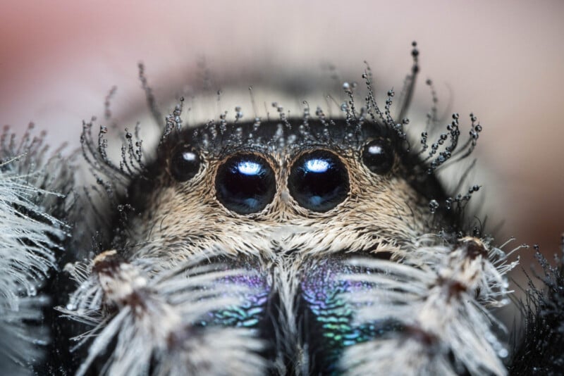 Close-up view of a jumping spider's face, showing its large, reflective central eyes, hairy body, and intricate details of its facial features. The spider's iridescent coloring and fine hairs are clearly visible.