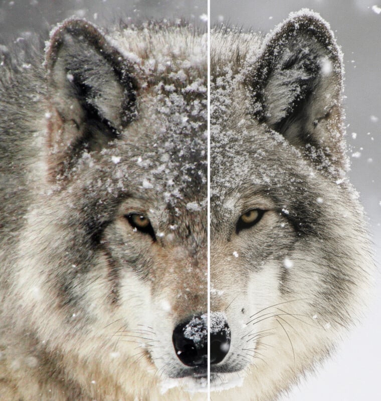Close-up of a wolf’s face in a snowy setting, divided down the middle to show two versions: the left side is lighter and softer, while the right side is darker and sharper in detail, with snowflakes visible on its fur.