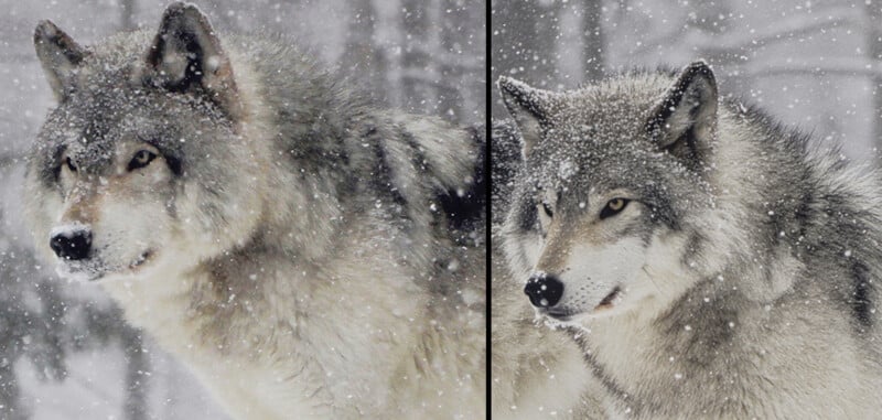 Two gray wolves stand in a snowy landscape, with snowflakes falling around them. Both have thick fur and alert, focused expressions. The image is split vertically, showing each wolf close up against a blurred snowy background.