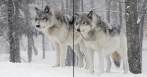 Two gray wolves stand in a snowy forest with snow falling around them. The forest is filled with bare trees, and the ground is covered in white snow. A vertical line divides the image down the center.