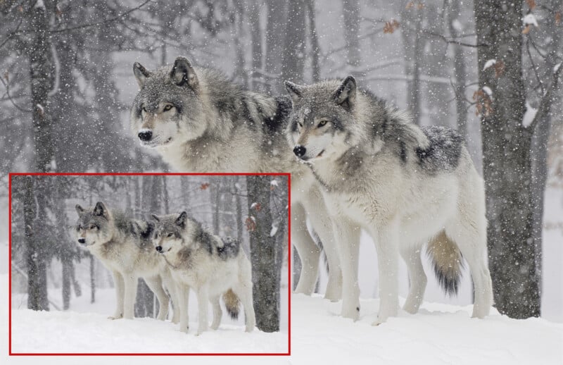 Three gray wolves stand together in a snowy forest as snow falls. Trees with sparse leaves are in the background. A red rectangle highlights the two wolves on the left side of the group.